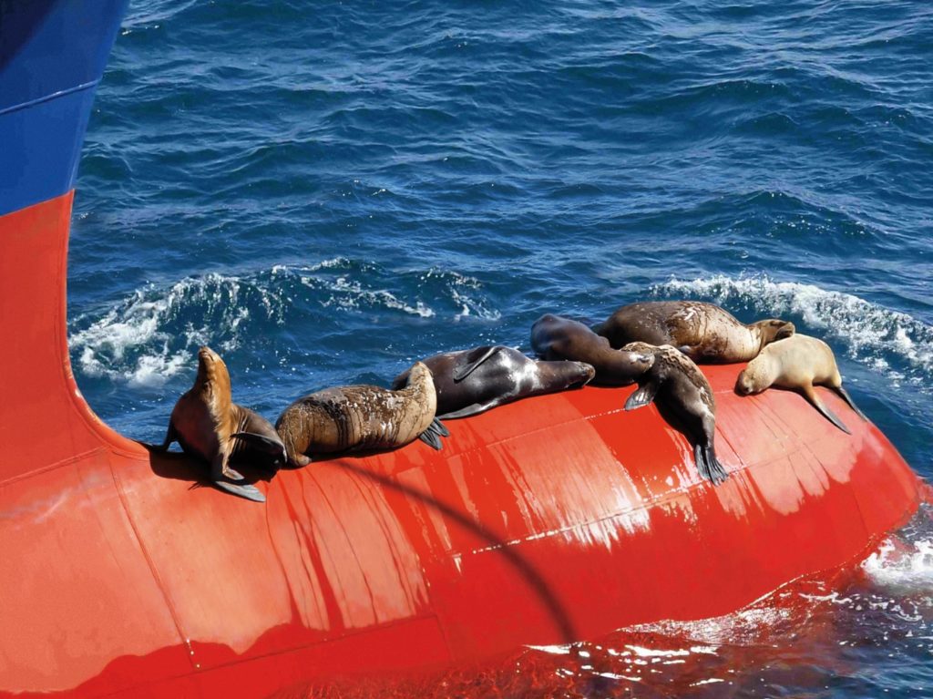 Seals on ship